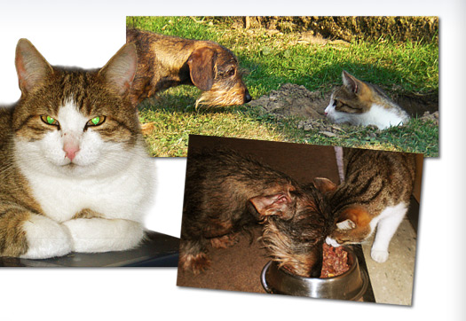 Kater Tom und Glenn