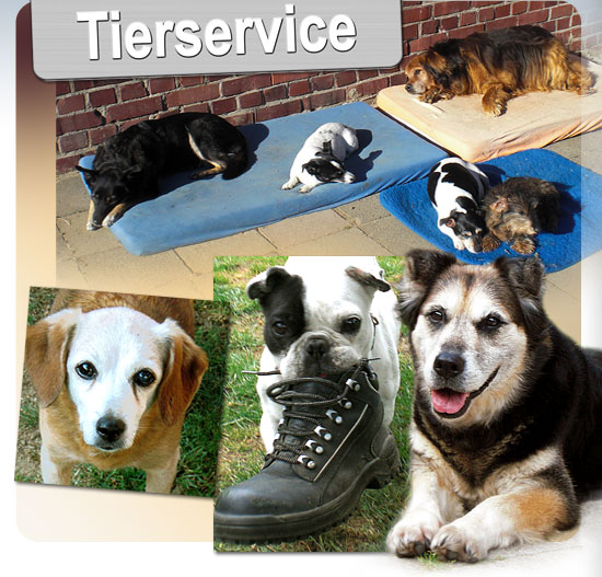 Hundebetreuung