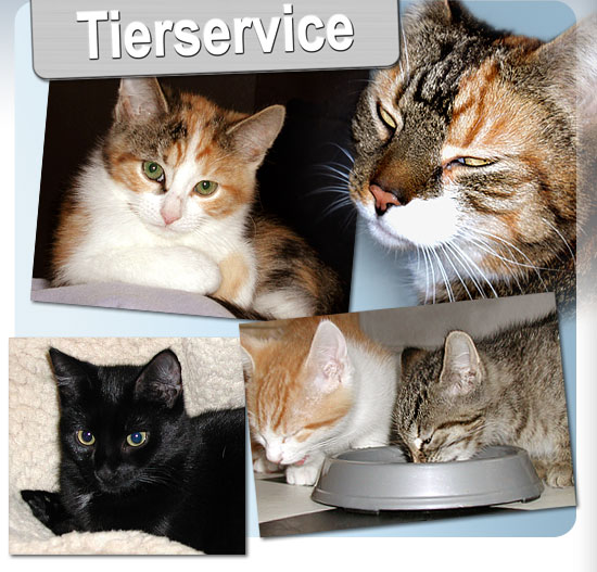 Katzenbetreuung